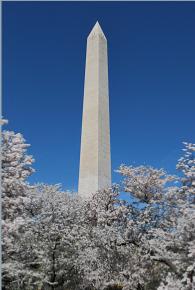 Washington Monument, Cherry Blossom Festival